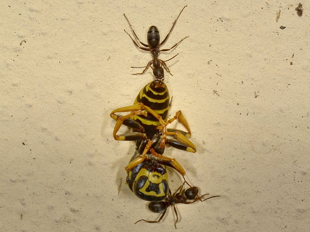 Formica cfr cunicularia: carico di dimensione 